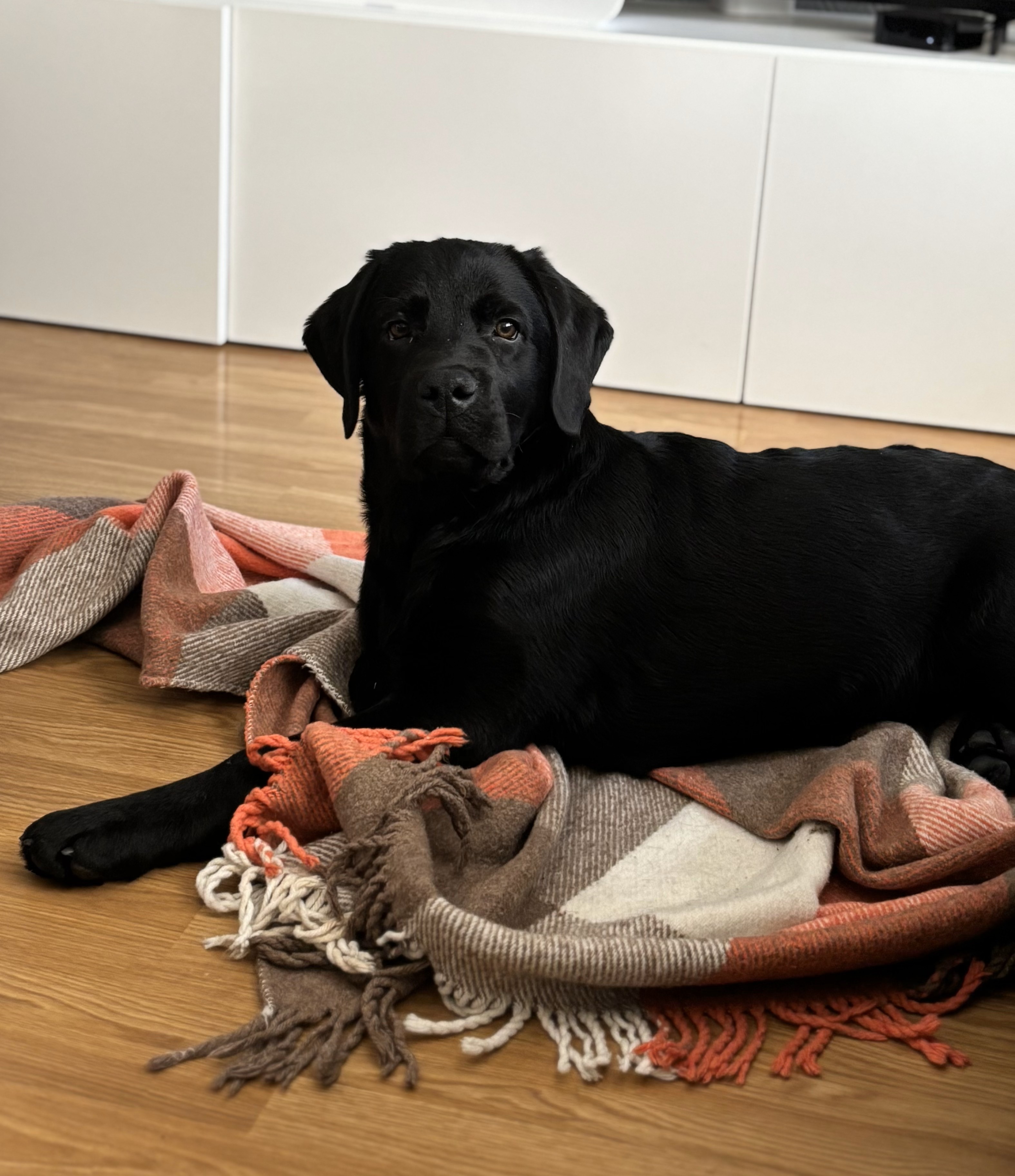 Artikkelbilde til artikkelen Sone 5 har kjøpt førerhundvalp