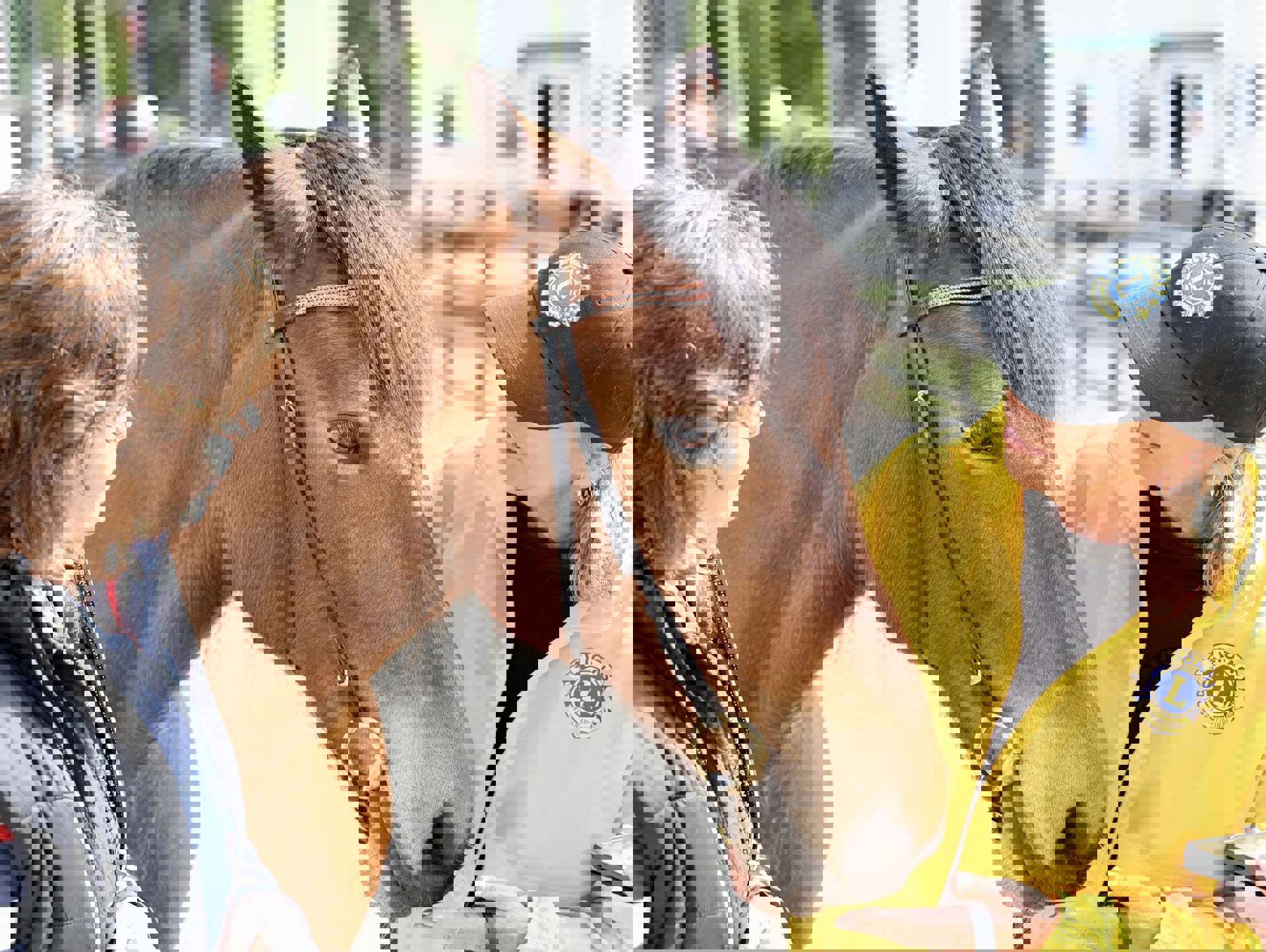 Terapihest på Ekeberg